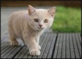 /album/fotogaleria/cicuskaa-jpg/